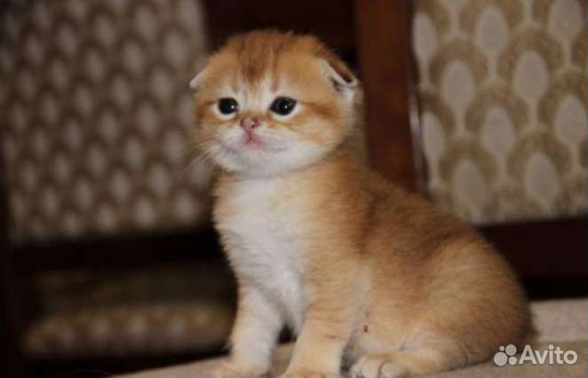 Шотлички Золото