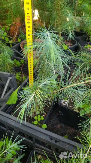 Кедр Гималайский Семена/Саженцы