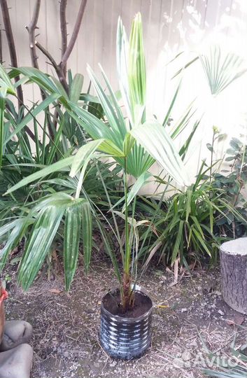 Пальмы и семена пальм