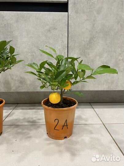 Мандариновое дерево