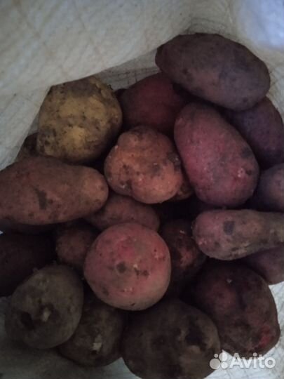Картофель крупный, деревенский