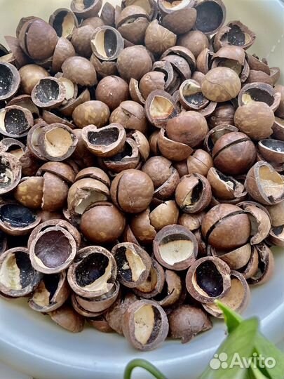 Скорлупа от ореха макадамии