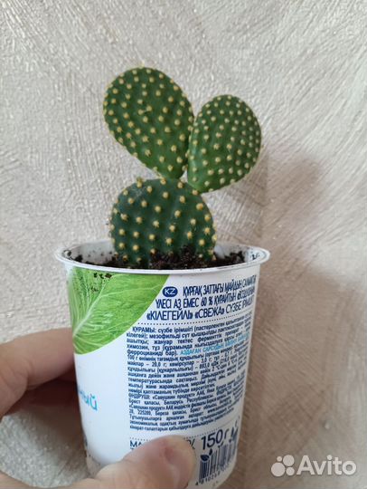 Кактусы и суккуленты