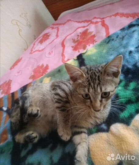 Отдам в добрые руки, мальчики