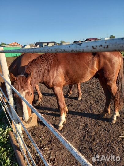Продам жеребца