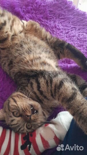 Шотландский кот ищет кошечку для вязки