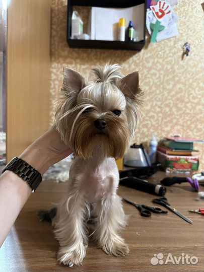 Грумер стрижка собак и кошек