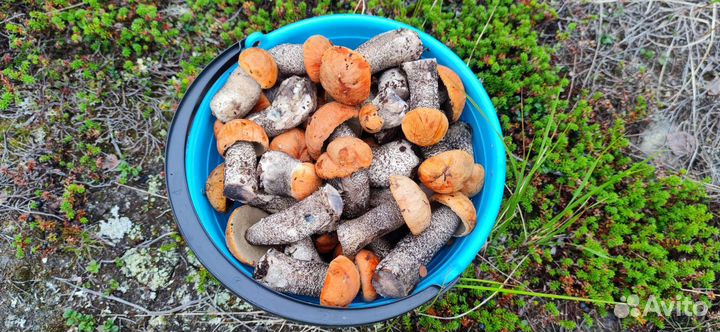 Грибы подосиновики