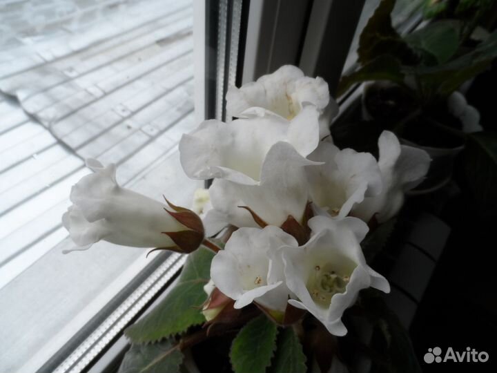 Комнатные цветы