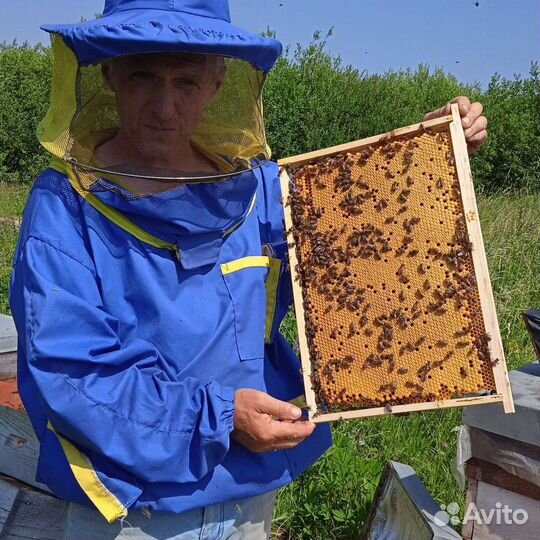 Пчеломатки