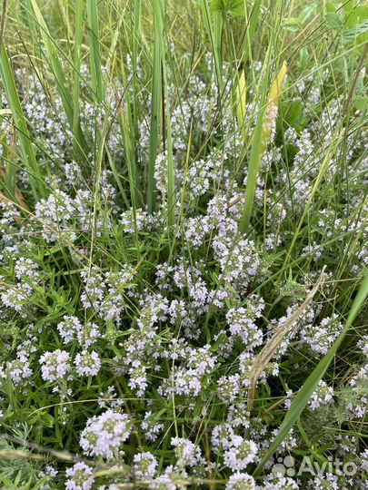 Чабрец сушеный