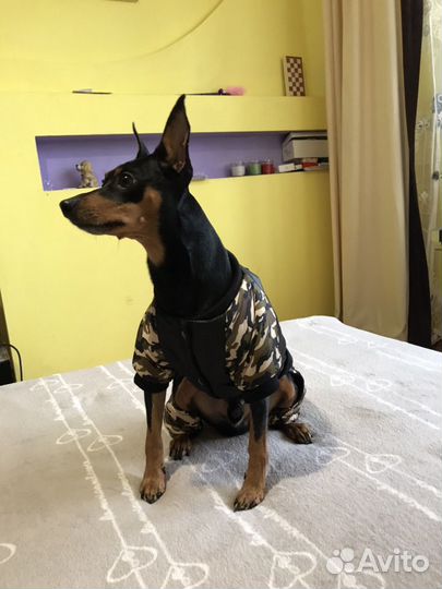 Вязка,цвергпинчер,пинчер