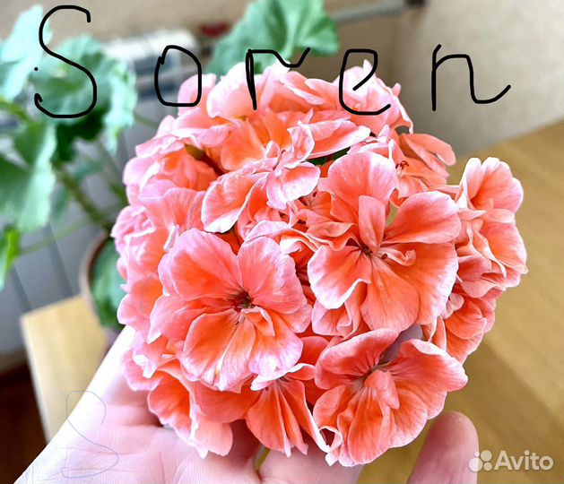 Пеларгония (герань)