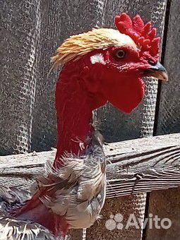 Петух голошейка