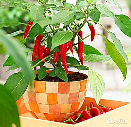 Рассада перец Чили
