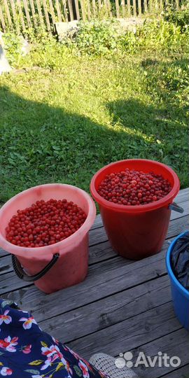 Черная смородина и вишня войлочная