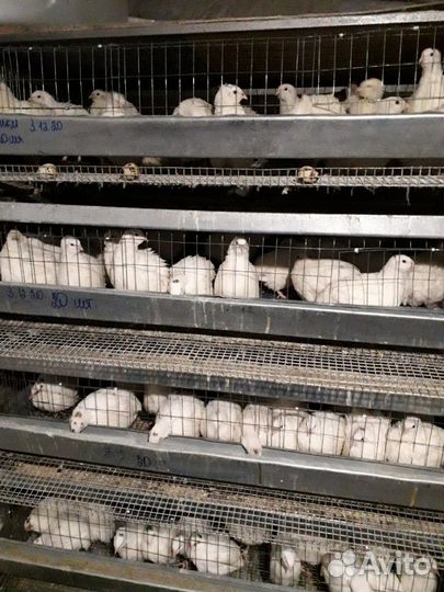 Перепела несушки