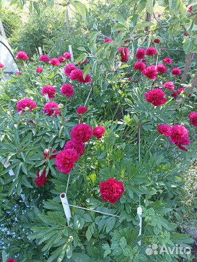 Корни пионов сортовые