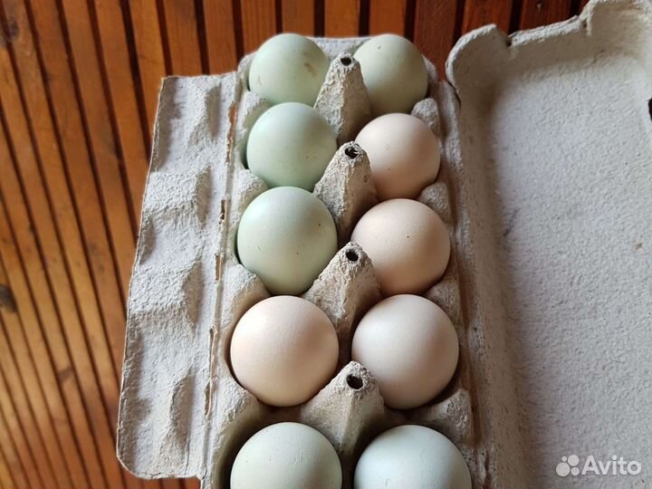 Домашние куриные яйца