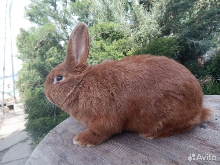 Кролики мясных пород