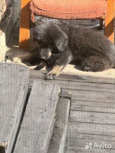 Монгольский банхар