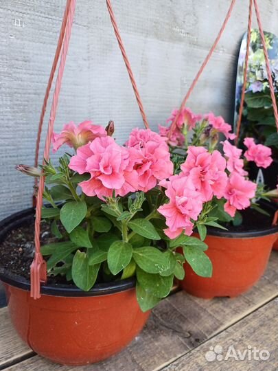 Петуния в подвесных кашпо