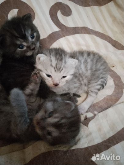 Шотландская