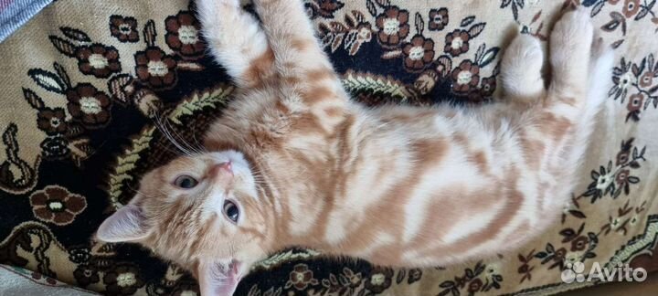 Котик красный мрамор