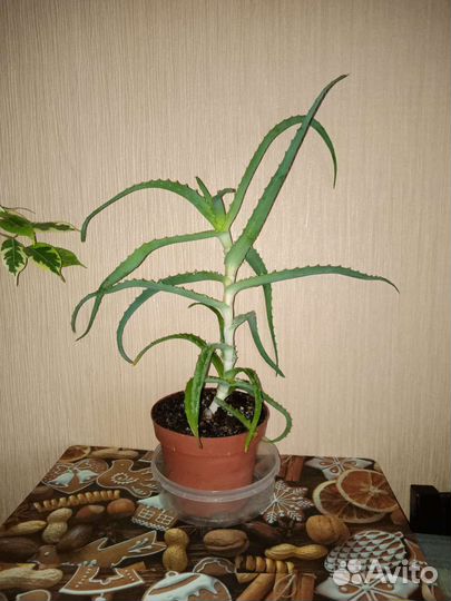 Домашние растения