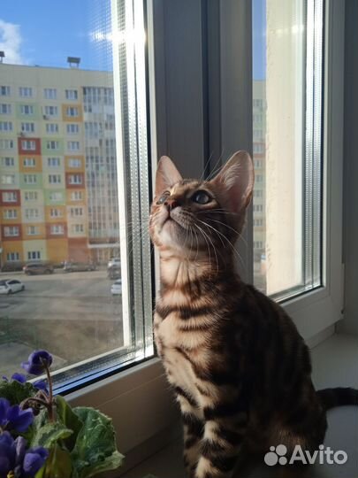 Бенгальский кот