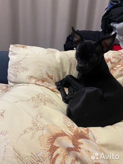 Вязка кобель чихуахуа