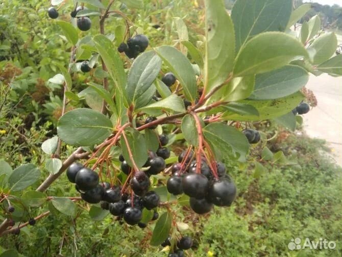 Саженцы Черноплодная рябина (арония)