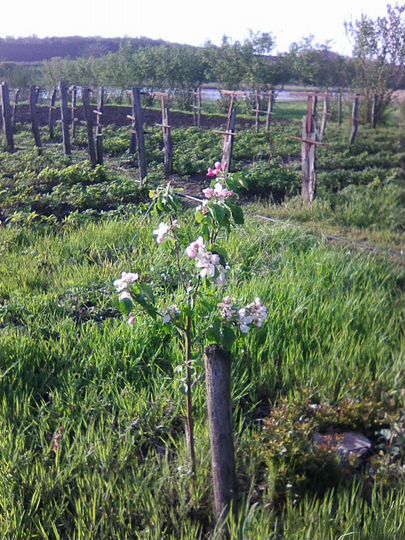 Дом 32 м² на участке 67 сот.