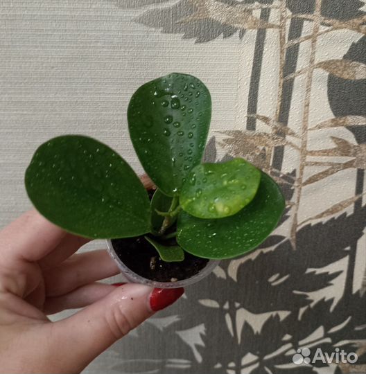 Фикус Микрокарпа Мокламе