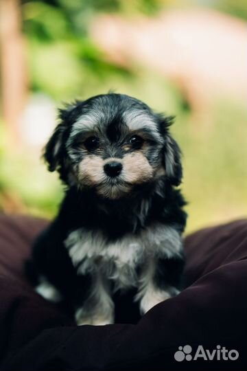 Щенки мальтипу