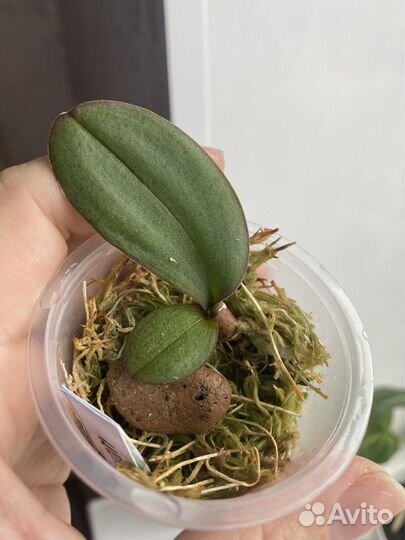 Орхидея white swan (белый лебедь/королевская)