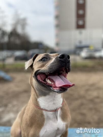 Питбуль в добрые руки