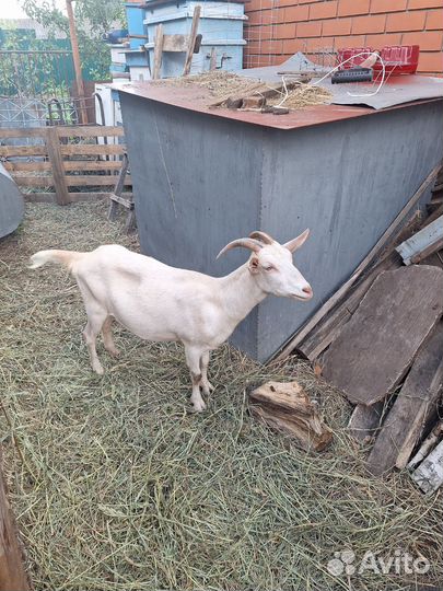 Козочка зааненская