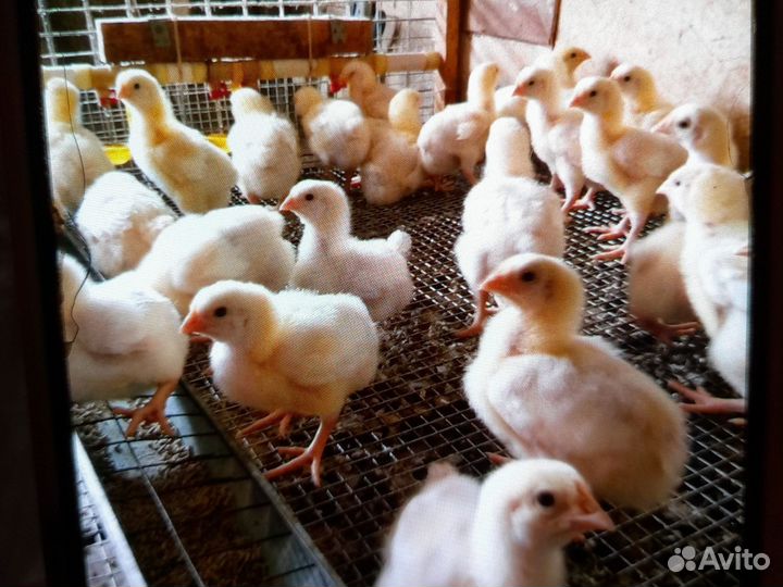 Цыпленок броллер