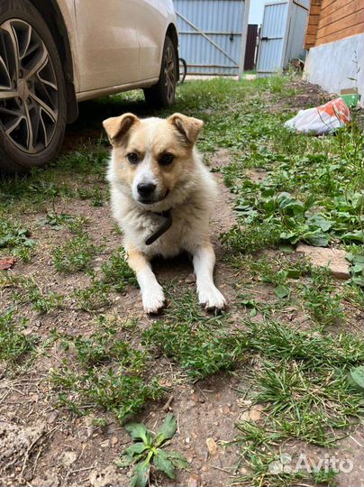 Лайка мальчик