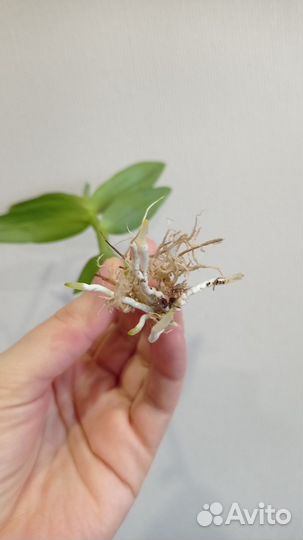 Орхидея дендробиум Stardust