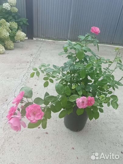 Продаю 2 х.лет саженцев роз в горшках