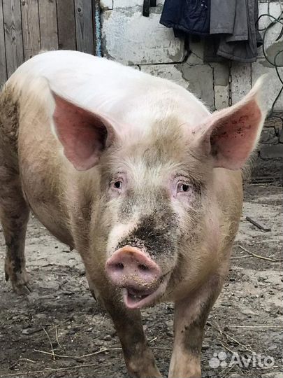 Обмен.Пьетрен. Кантор. кб. Ф2