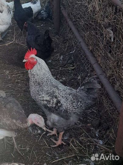 Продам молодого петуха