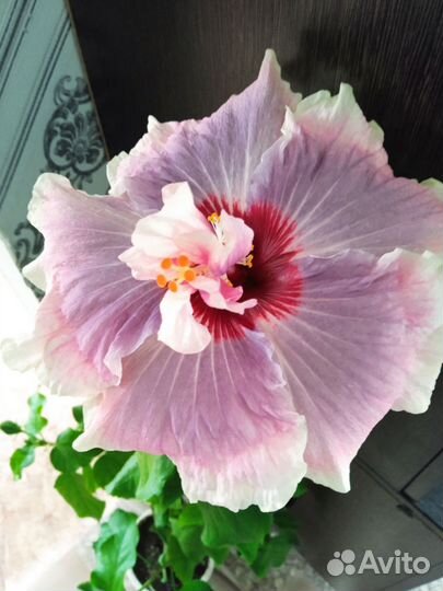 Флоридские гибискусы