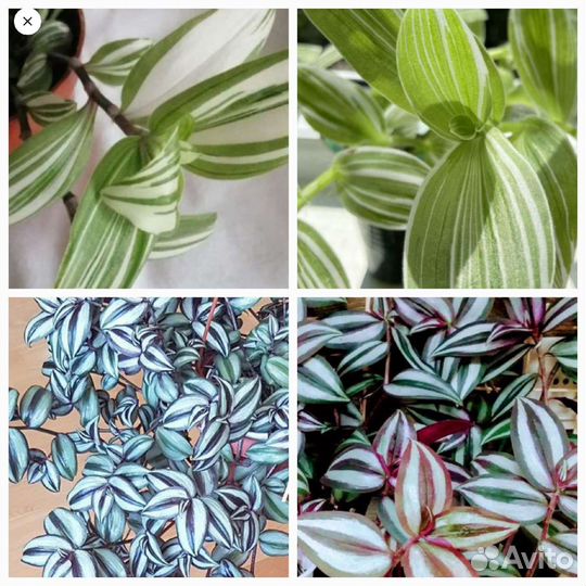 Домашние цветы