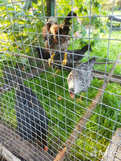 Молодые петушки