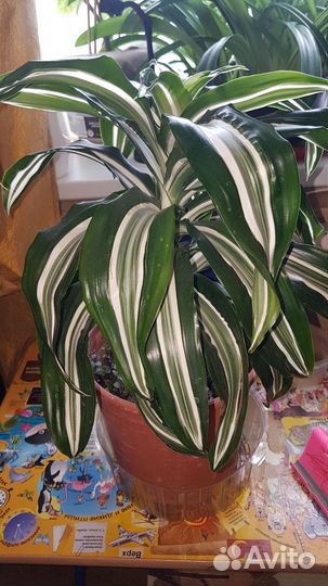 Пальма драцена