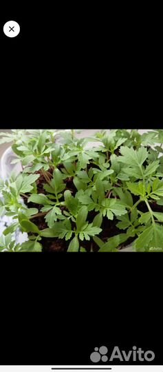 Рассада бархатцы низкорослые