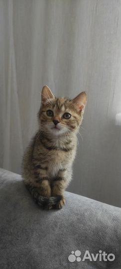 Котëнок девочка в добрые руки